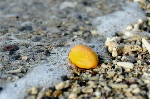 Mango in waves Stock Photos