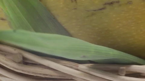 Mango on white back ground rotating Stock Footage 118115696