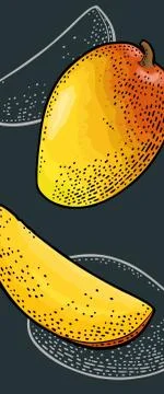 Mango whole and slice. Vector color and monochrome vintage engraving Ilustración de archivo