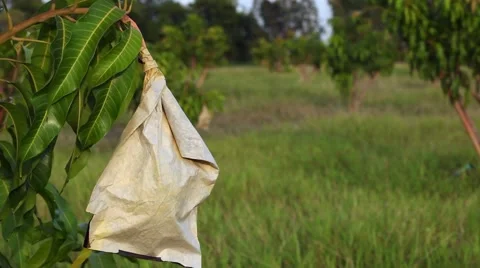 Mango in wrapping paper carbon bag Stock Footage 50993133