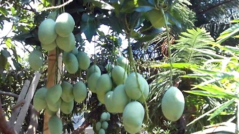 Mangoes and the mango tree 스톡 동영상 117274318