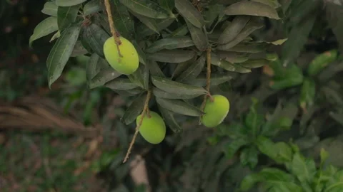 Mangoes are dangling from a tree in the wild. Stock Footage 185129689