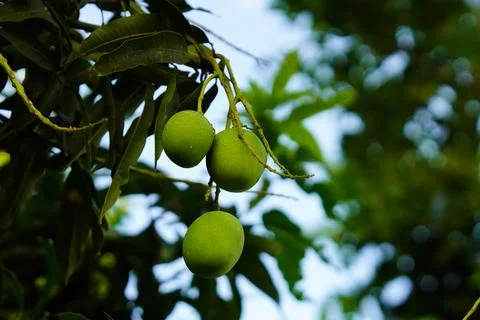 Mangoes are hanging on tree. Stock Photos