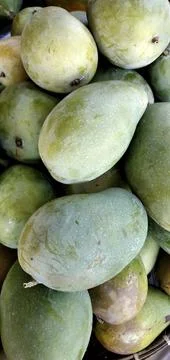 Mangoes fruit Stock Photos