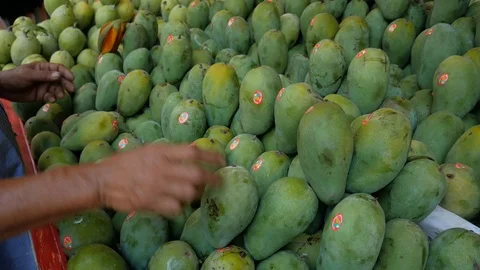Mangoes Fruit On A Rack Stock Footage 108893433