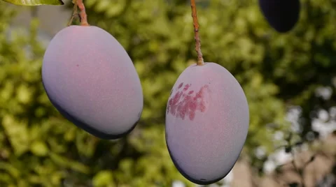Mangoes hanging, Stock Footage 55212737