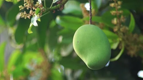 Mangoes hanging from a huge tree Stock Footage 63386147
