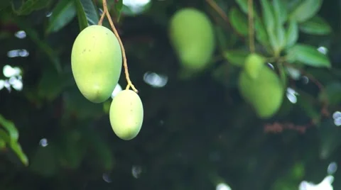 Mangoes hanging from a huge tree Stockbeeldmateriaal 63386163