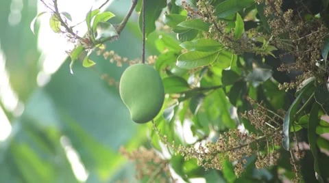 Mangoes hanging from a huge tree Stock Footage 63386176
