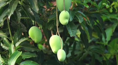 Mangoes hanging from a huge tree Stock Footage 63386178