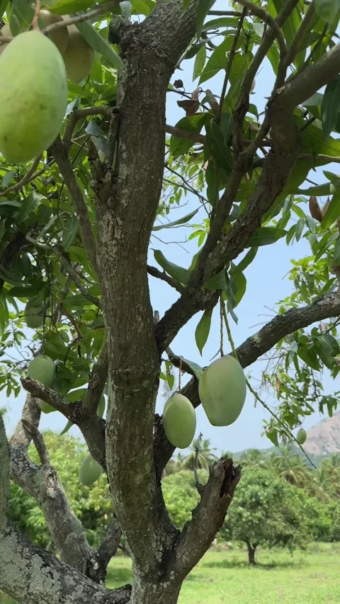 Mangoes hanging from a mango tree and fallen down in the ground in a mango fa Stock Footage 337398628