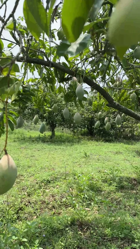 Mangoes hanging from a mango tree in a mango farm Stock Footage 337398549