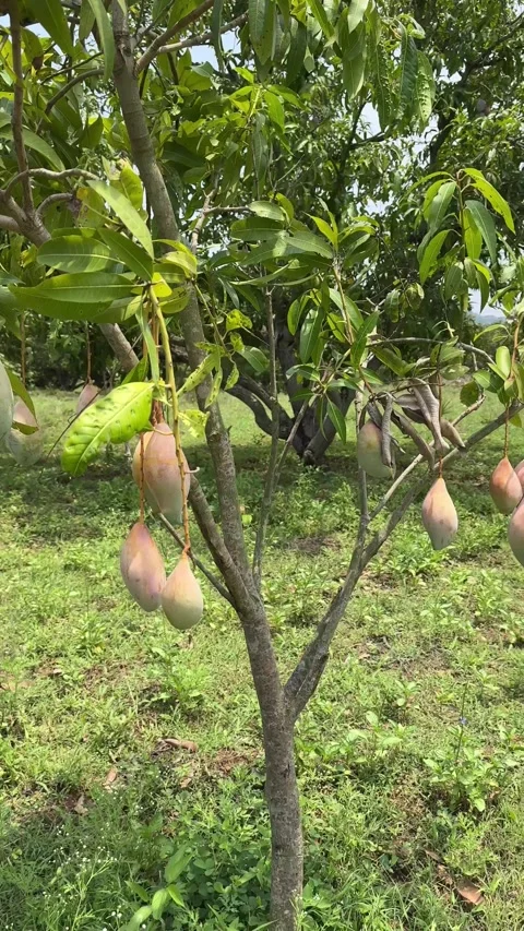 Mangoes hanging from a small mango tree in a mango farm Stock Footage 337398600