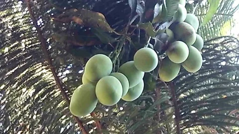 Mangoes hanging on the tree againts pine leafs Video stock 118366805