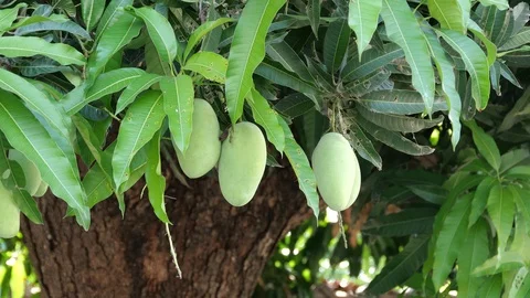 Mangoes hanging on the tree. Stock Footage 129136310