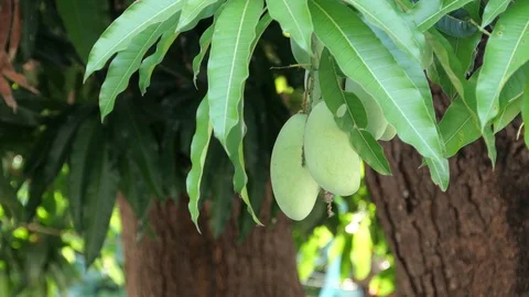Mangoes hanging on the tree. Stock Footage 129136326