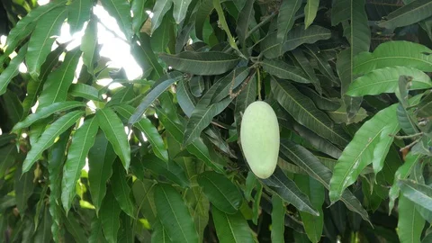 Mangoes hanging on the tree. Stock Footage 129136351