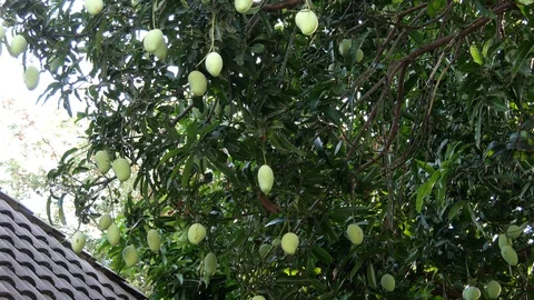 Mangoes hanging on the tree. Stock Footage 129136363
