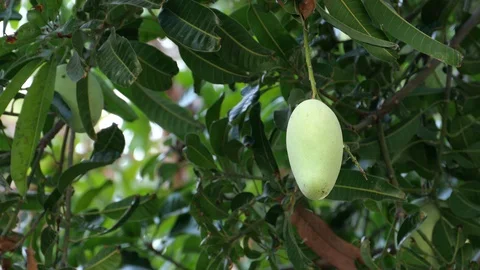 Mangoes hanging on the tree. Stock Footage 129136377