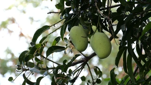 Mangoes hanging on the tree. Stock Footage 129136388