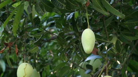 Mangoes hanging on the tree. Stock Footage 129136420