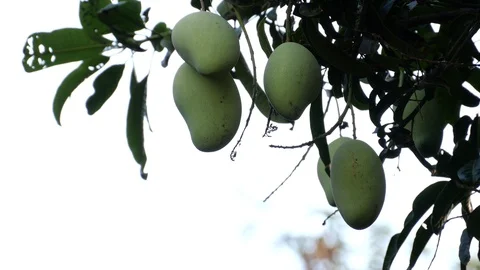 Mangoes hanging on the tree. Stock Footage 129136423