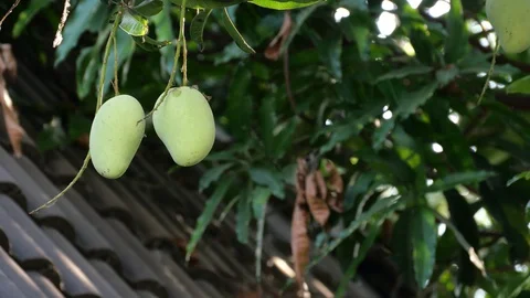 Mangoes hanging on the tree. Stock Footage 129136467