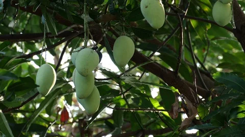 Mangoes hanging on the tree. Stock Footage 129136482