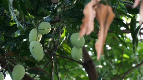 Mangoes hanging on the tree. Stock Footage 129136501