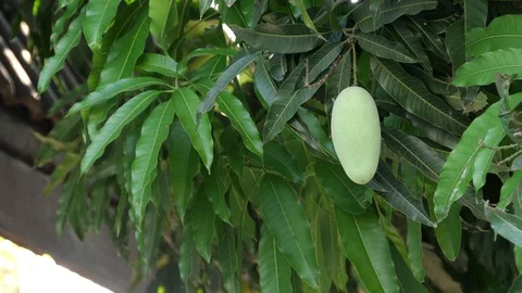 Mangoes hanging on the tree. Stock Footage 129136520