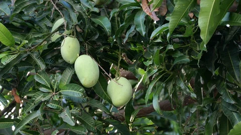 Mangoes hanging on the tree. Stock Footage 129136541