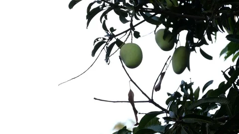 Mangoes hanging on the tree. Stock Footage 129136544