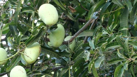 Mangoes hanging on the tree. Stock Footage 129136568