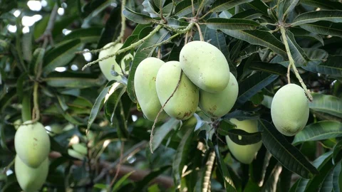 Mangoes hanging on the tree. Stock Footage 129136580