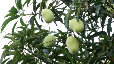 Mangoes hanging on the tree. Stock Footage 129136604