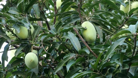 Mangoes hanging on the tree. Stock Footage 129136612