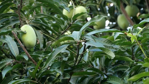 Mangoes hanging on the tree. Stock Footage 129136639