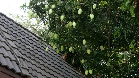 Mangoes hanging on the tree. Stock Footage 129136665