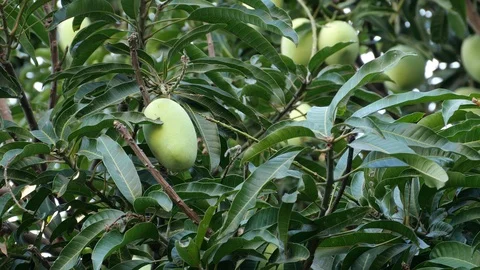 Mangoes hanging on the tree. Stock Footage 129136682
