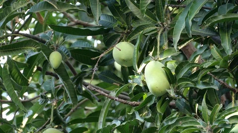 Mangoes hanging on the tree. Stock Footage 129136711