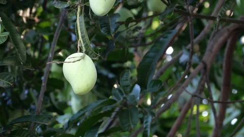 Mangoes hanging on the tree. Stock Footage 129136734