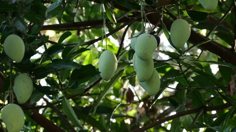 Mangoes hanging on the tree. Stock Footage 129136746