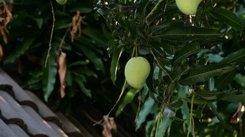 Mangoes hanging on the tree. Stock Footage 129136778