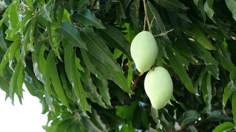 Mangoes hanging on the tree. Stock Footage 129136784