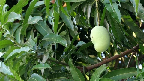 Mangoes hanging on the tree. Stock Footage 129136816