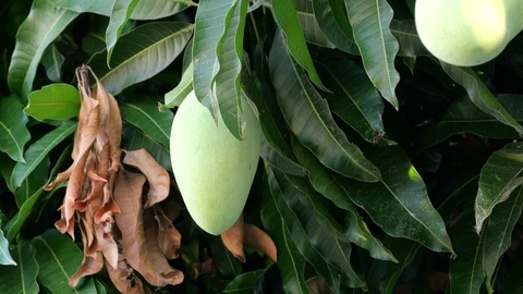 Mangoes hanging on the tree. Stock Footage 129136861