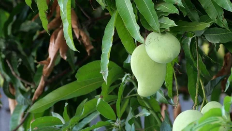 Mangoes hanging on the tree. Stock Footage 129136887