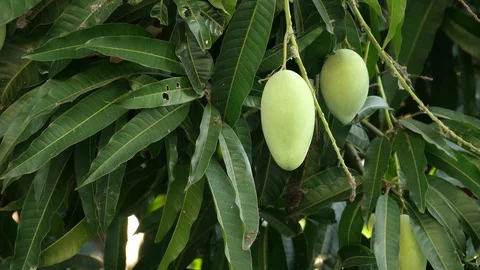 Mangoes hanging on the tree. Stock Footage 129136908