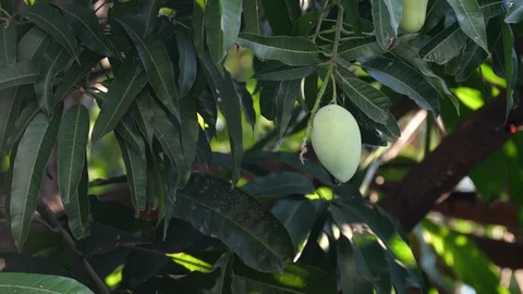 Mangoes hanging on the tree. Stock Footage 129136963