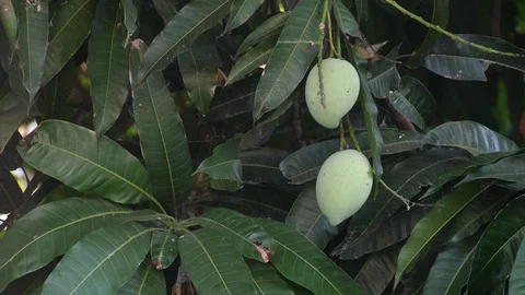 Mangoes hanging on the tree. Stock Footage 129137011
